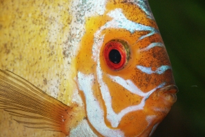 Дискус, Diskus (Symphysodon aequifasciata)