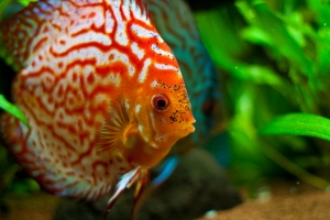 Дискус, Diskus