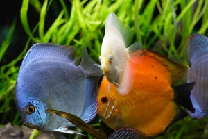 Дискус, Diskus