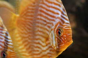 Дискус, Diskus