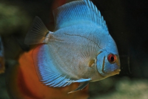 Дискус, Diskus