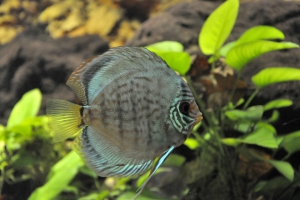 Дискус, Diskus