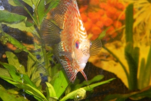 Дискус, Diskus