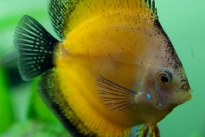 Дискус, Diskus