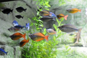 Downtown Aquarium, Downtown Aquarium