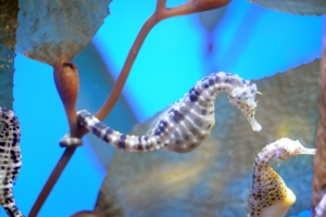 Downtown Aquarium, Downtown Aquarium