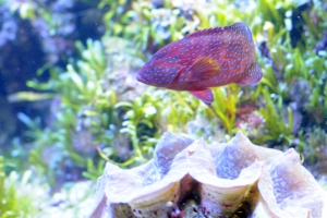 Downtown Aquarium, Downtown Aquarium