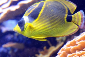 Downtown Aquarium, Downtown Aquarium