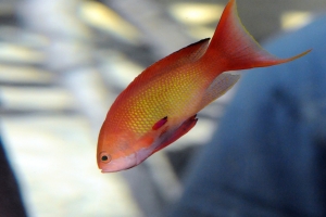 Downtown Aquarium, Downtown Aquarium