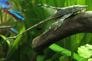 Апистограмма неоновая, Electric blue ram and pencil fish