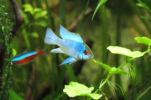 Апистограмма неоновая, Electric blue ram