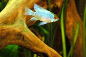 Апистограмма неоновая, Electric blue ram