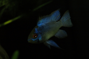 Апистограмма неоновая, Electric blue ram