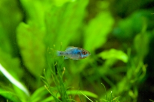 Апистограмма неоновая, Electric blue ram