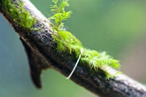 Мох Феникс, Phoenix Moss