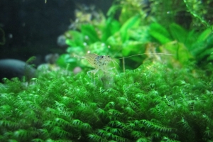 Мох Феникс, Fissidens Fontanus