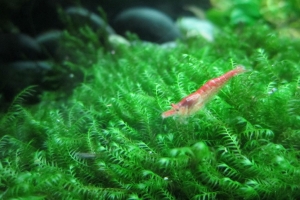 Мох Феникс, Fissidens aquatic moss
