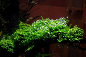 Мох Феникс, Fissidens perlt