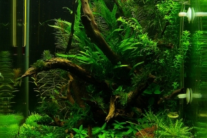 Мох Феникс, Fissidens fontanus