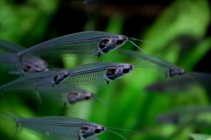 Стеклянный сом, glass catfish