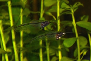Стеклянный сом, glass catfish