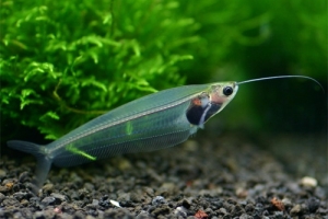 Стеклянный сом, glass catfish