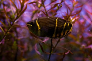 Гурами, Шоколадный гурами (Chocolate gourami)