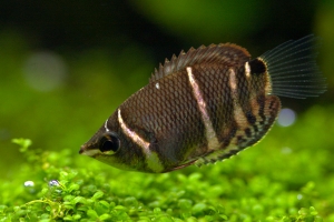 Гурами, Шоколадный гурами (Chocolate gourami)