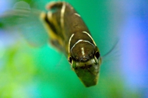 Гурами, Шоколадный гурами (Chocolate gourami)