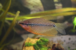 Гурами, Жемчужный гурами (Trichogaster leeri)