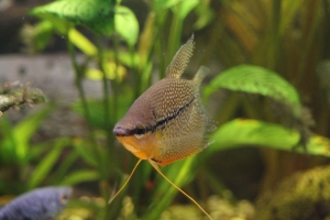 Гурами, Жемчужный гурами (Trichogaster leeri)