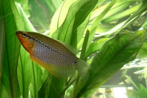 Гурами, Жемчужный гурами (Trichogaster leeri)
