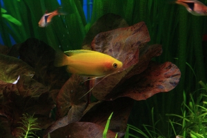 Гурами, Медовый гурами (Colisa Chuna)