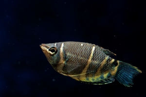 Гурами, Шоколадный гурами (Chocolate gourami)