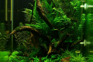 Хемиантус куба, Hemianthus callitrichoides Cuba