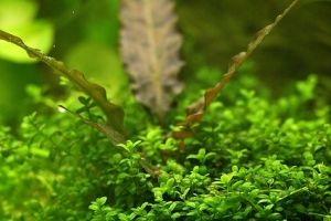 Хемиантус куба, Hemianthus callitrichoides Cuba