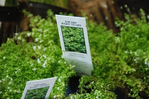 Хемиантус куба, Hemianthus callitrichoides Cuba