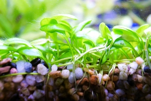 Хемиантус куба, Hemianthus callitrichoides Cuba