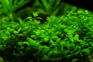Хемиантус куба, Hemianthus callitrichoides Cuba