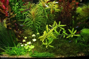 Хемиантус куба, Hemianthus callitrichoides Cuba