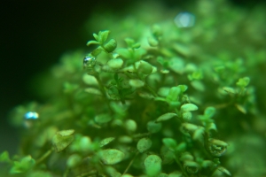 Хемиантус куба, Hemianthus callitrichoides Cuba