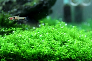 Хемиантус куба, Hemianthus callitrichoides Cuba