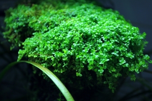 Хемиантус куба, Hemianthus callitrichoides Cuba