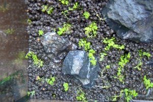 Хемиантус куба, Hemianthus callitrichoides Cuba