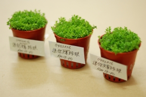 Хемиантус куба, Hemianthus callitrichoides Cuba
