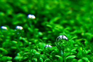 Хемиантус куба, Hemianthus callitrichoides Cuba