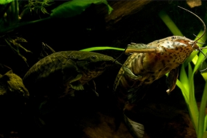 Таракатум, Hoplosternum Thoracatum