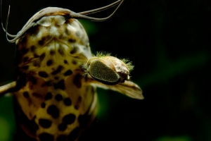 Таракатум, Hoplosternum Thoracatum