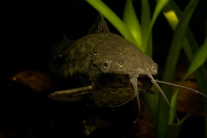 Таракатум, Hoplosternum Thoracatum