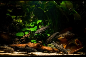 Таракатум, Hoplosternum Thoracatum